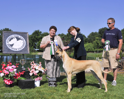 Best in Sweeps - PAXTON'S AMIDALA TAKEN BY CHANCE